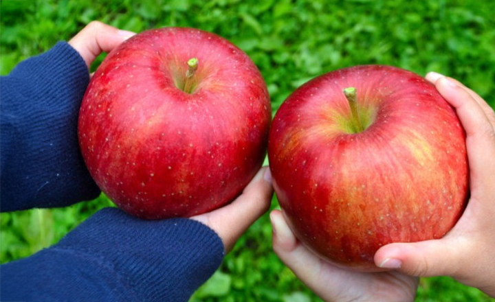 25년 햇 부사<br>산사과