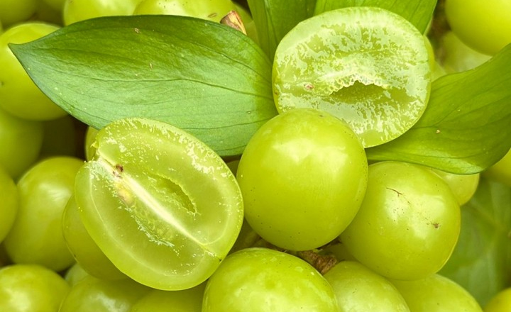 100박스 한정<br>샤인머스캣