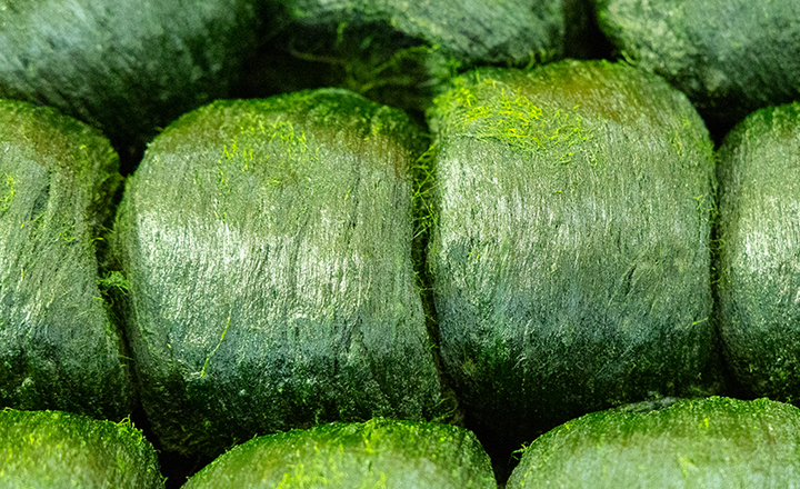 바다의 귀족<br>찰 매생이