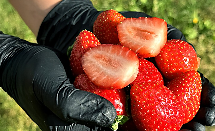 고당도<br>설향 딸기