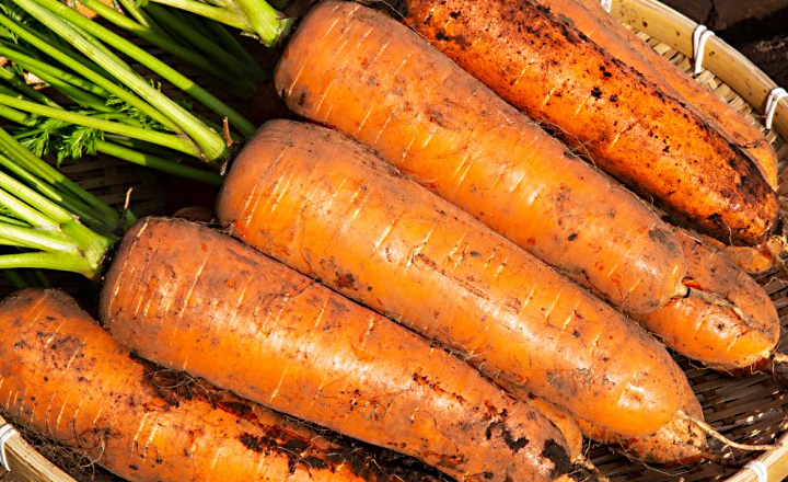 제주 첫수확<br>햇 구좌당근