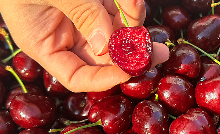 오픈특가<br>생 체리