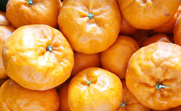 인기 신품종!<br>윈터프린스