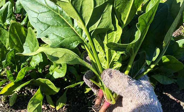 해풍 맞은<br>보물초 시금치