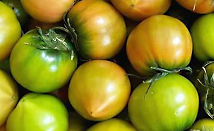 정품 짭짤이<br>대저 토마토