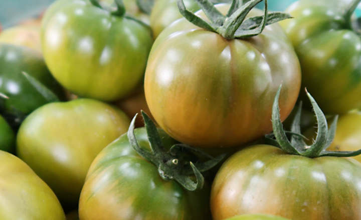 정품인증<br>짭짤이 토마토