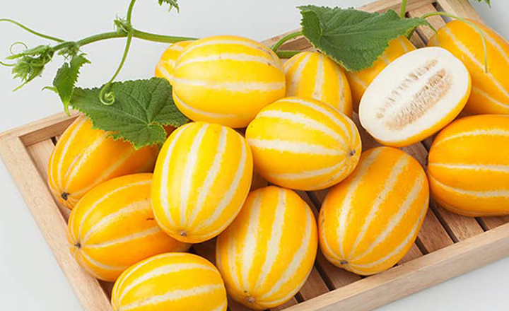 26년 첫수확<br>꿀 참외