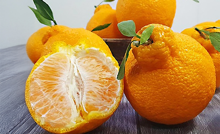 명품 비가림<BR>한라봉 10kg