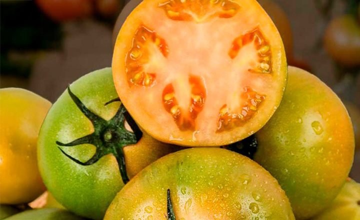 최저가 도전!<br>짭짤이 토마토