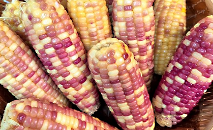 쫀득쫀득<BR>홍찰 옥수수