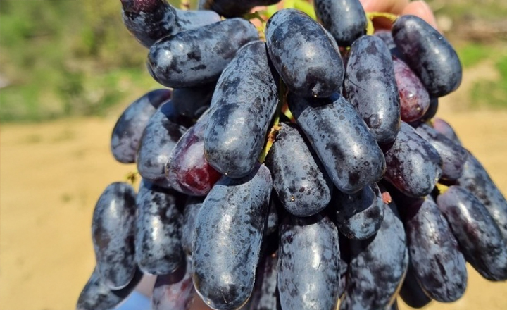 씨 없는 포도<BR>블랙사파이어