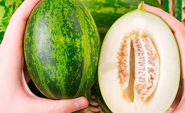 신품종<BR>파파야 멜론