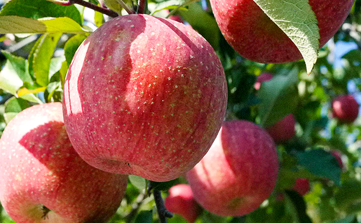 아삭달달<BR>부사사과