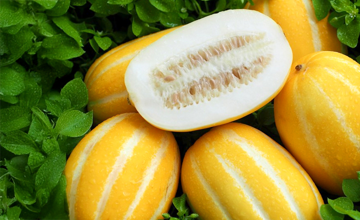 노마진특가!<br>성주 꿀 참외