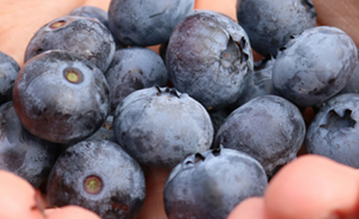 국내산 생과<br>점보 블루베리