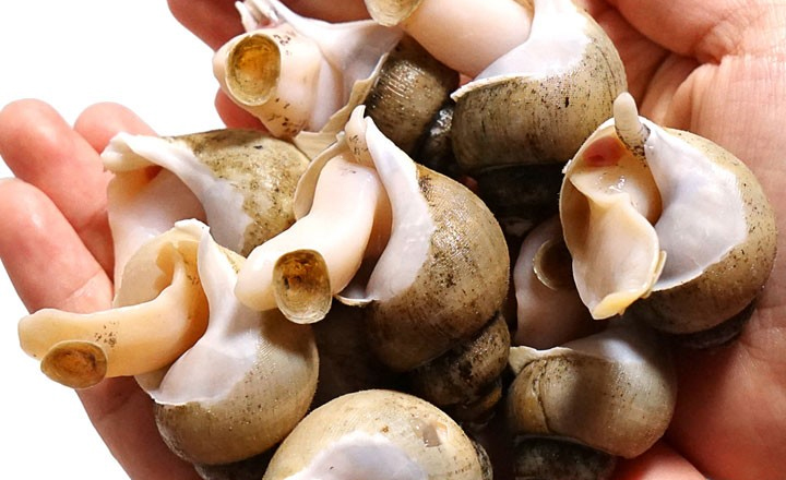 국내 동해산<br>흑골뱅이