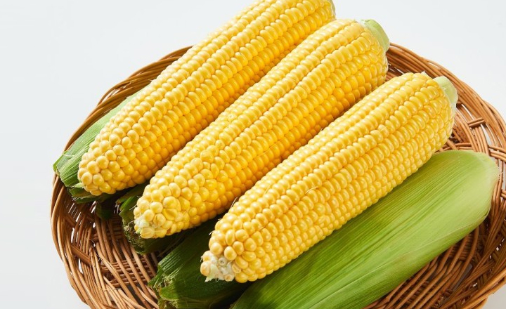 26년 첫 수확<BR>초당 옥수수